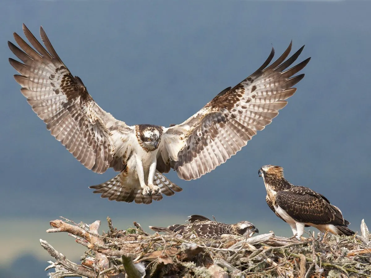 雄鹰展翅翱翔 - 四虎tv | 野性图集