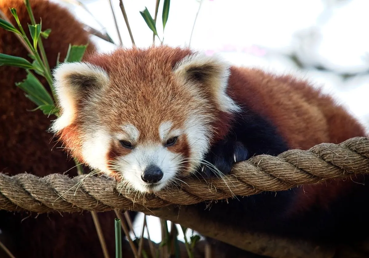 小熊猫 - 四虎tv | 云养