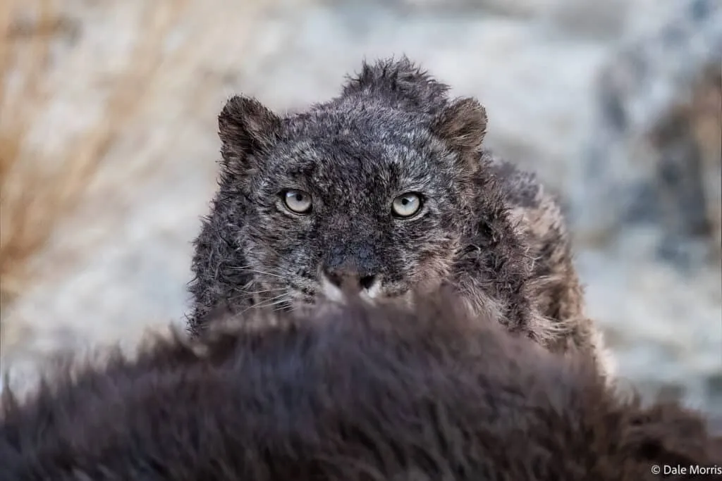 雪豹在岩石间 - 四虎tv | 动物世界